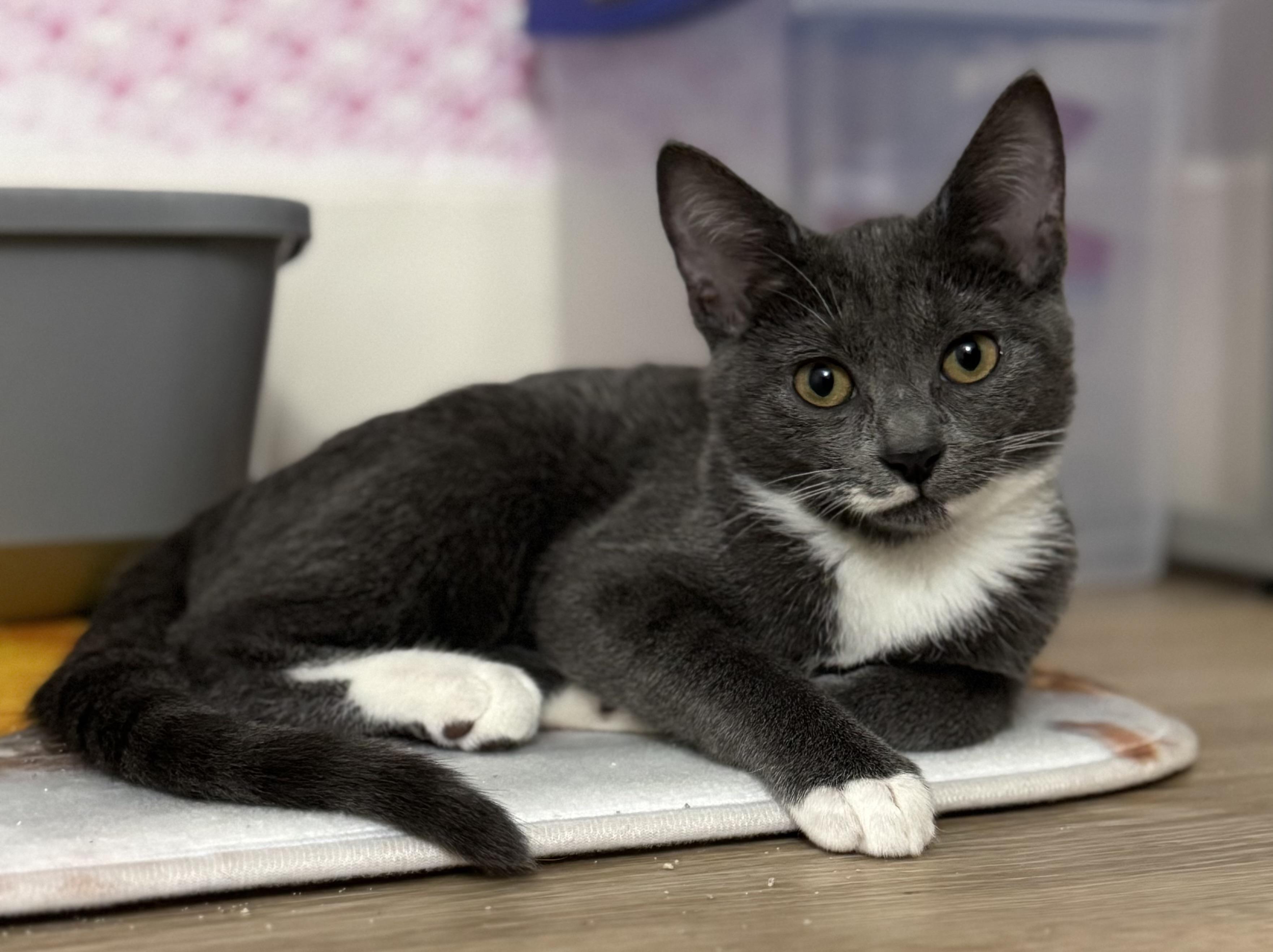 Rachel, a ADOPTABLE Domestic Short Hair in Montclair, NJ image 4/6