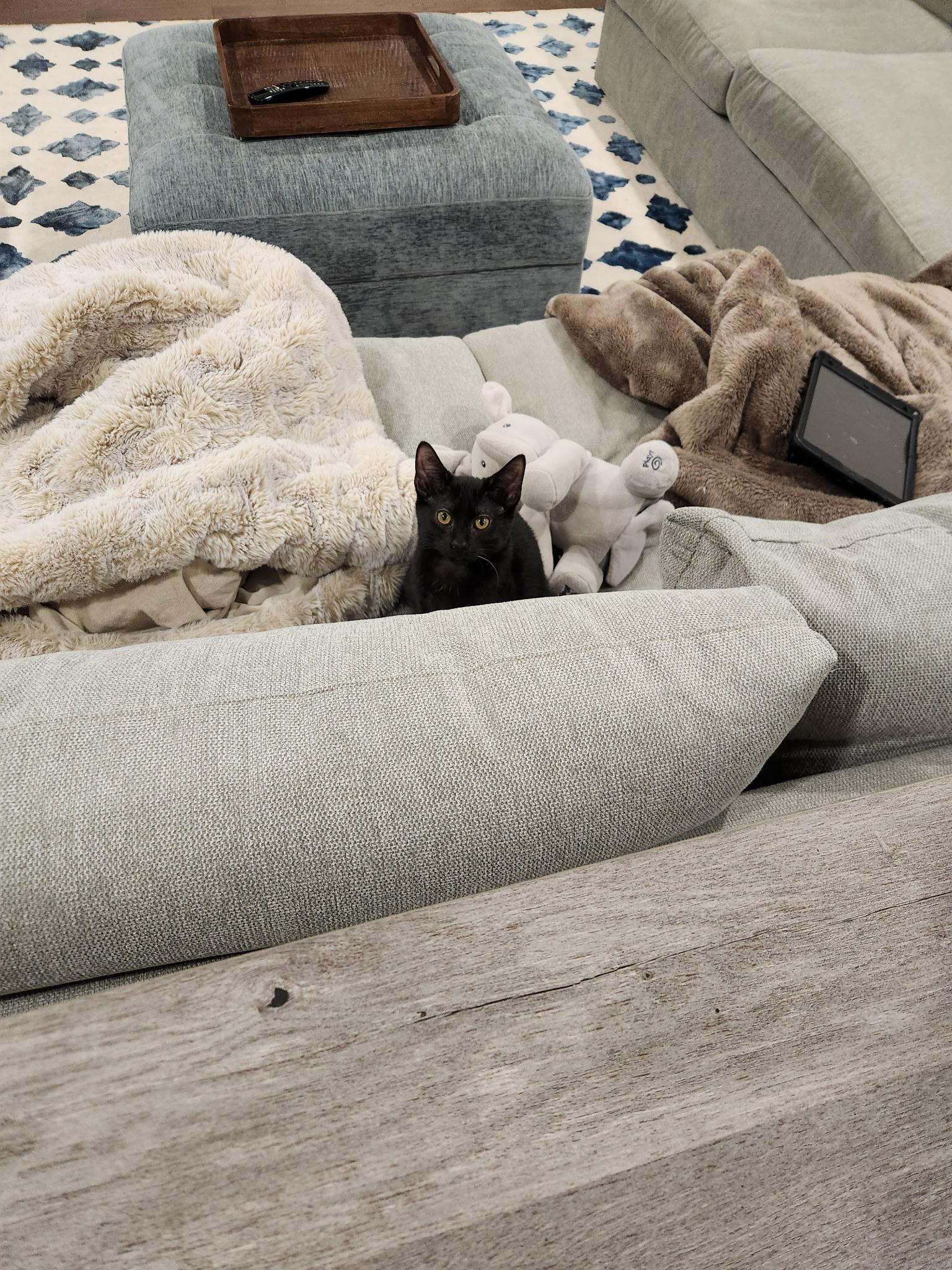 Camilo, Adoptable, Young Male Domestic Short Hair.