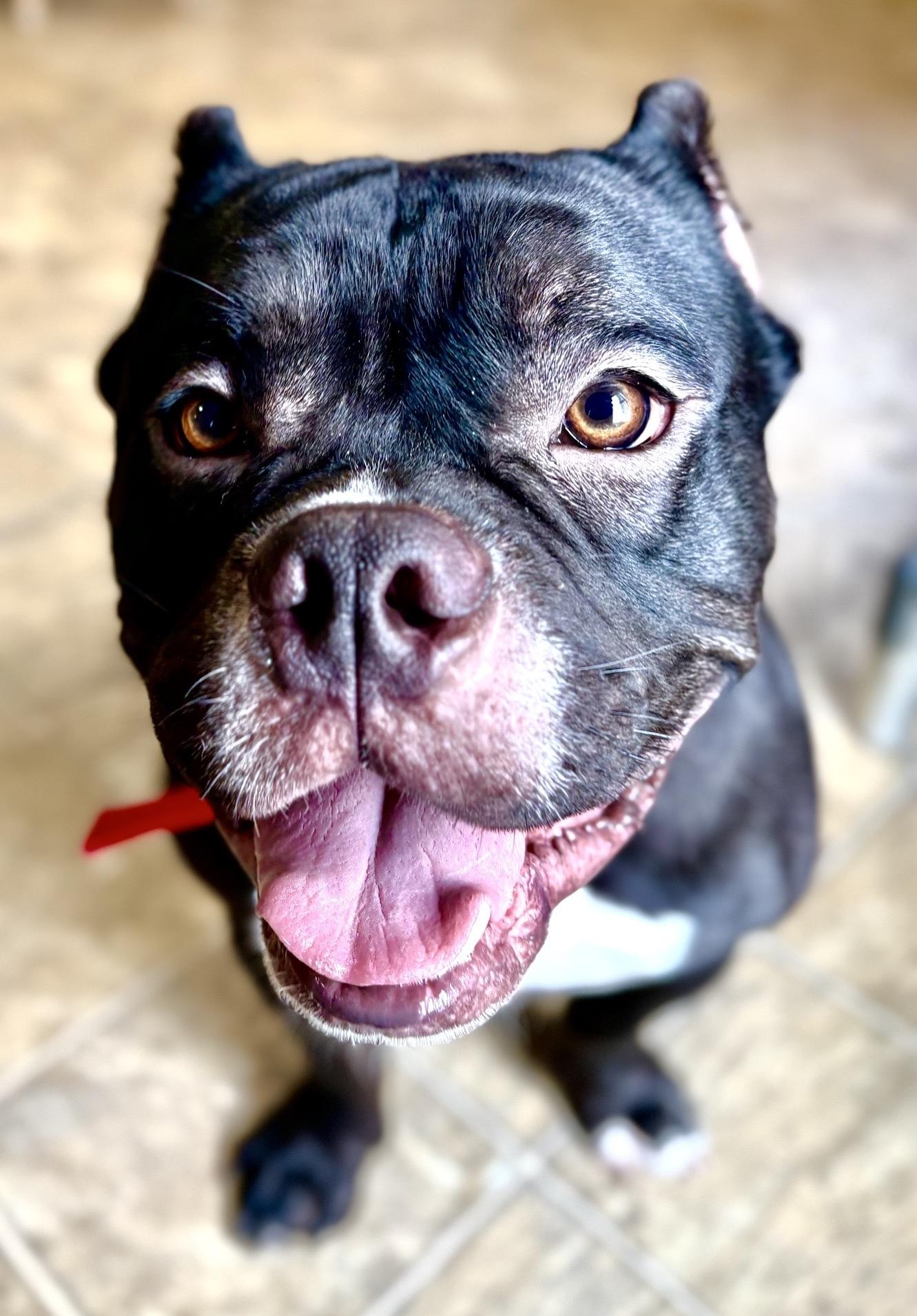 Shadow, Adoptable, Young Male Bulldog & Mixed Breed.