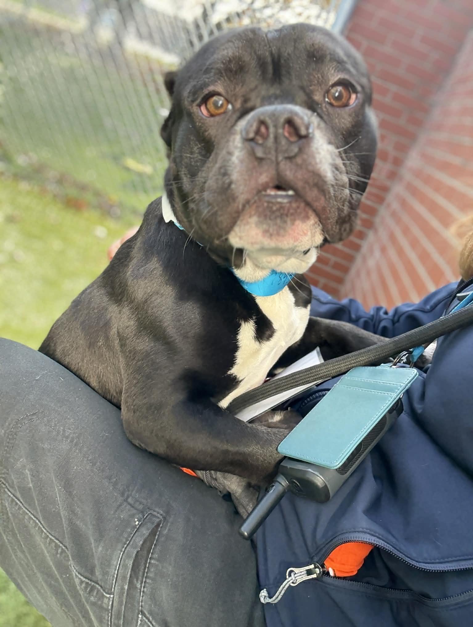 Enlarge Shadow, a Adoptable mixed breed in Oxford, MI image 6/6