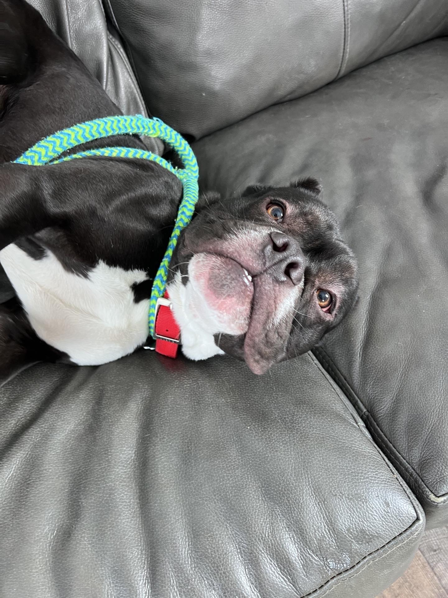 Enlarge Shadow, a Adoptable mixed breed in Oxford, MI image 4/6