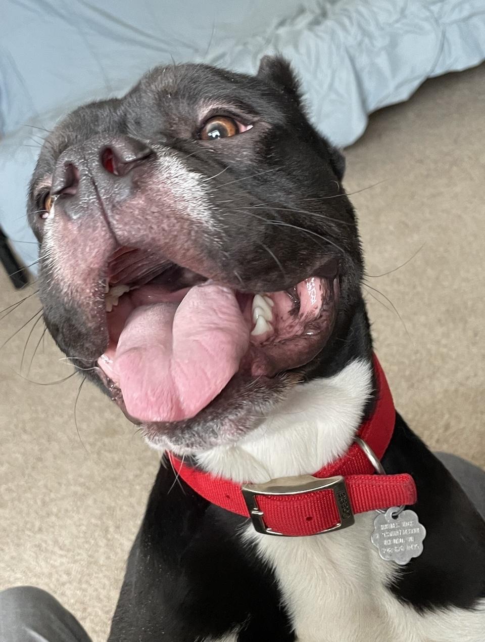 Enlarge Shadow, a Adoptable mixed breed in Oxford, MI image 3/6