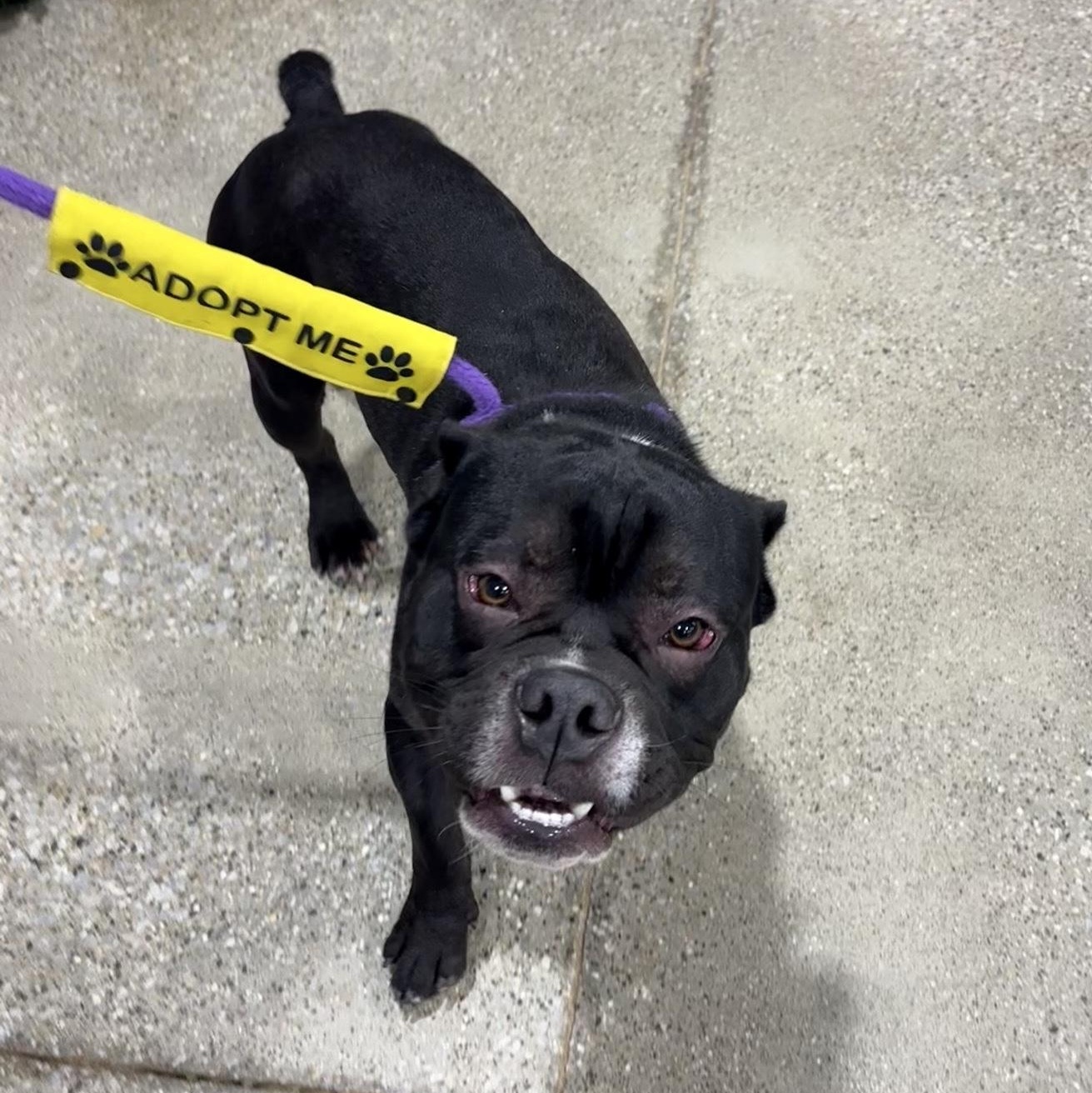 Enlarge Shadow, a Adoptable mixed breed in Oxford, MI image 2/6