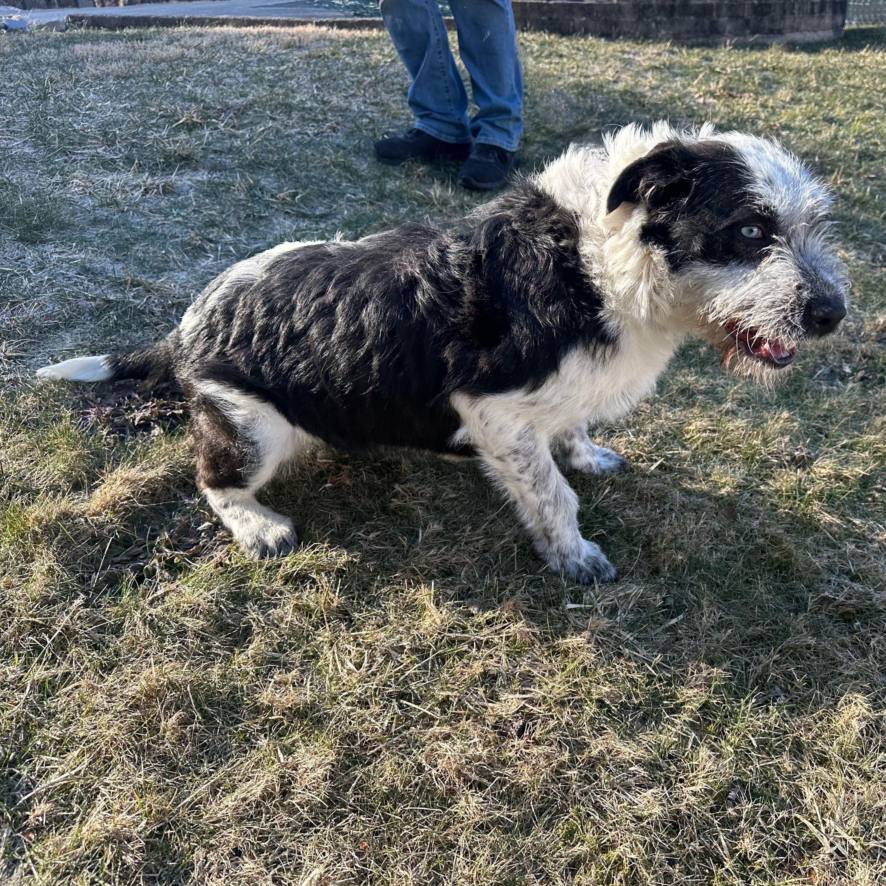 Enlarge Luna, a Adoptable mixed breed in Latrobe, PA image 3/6