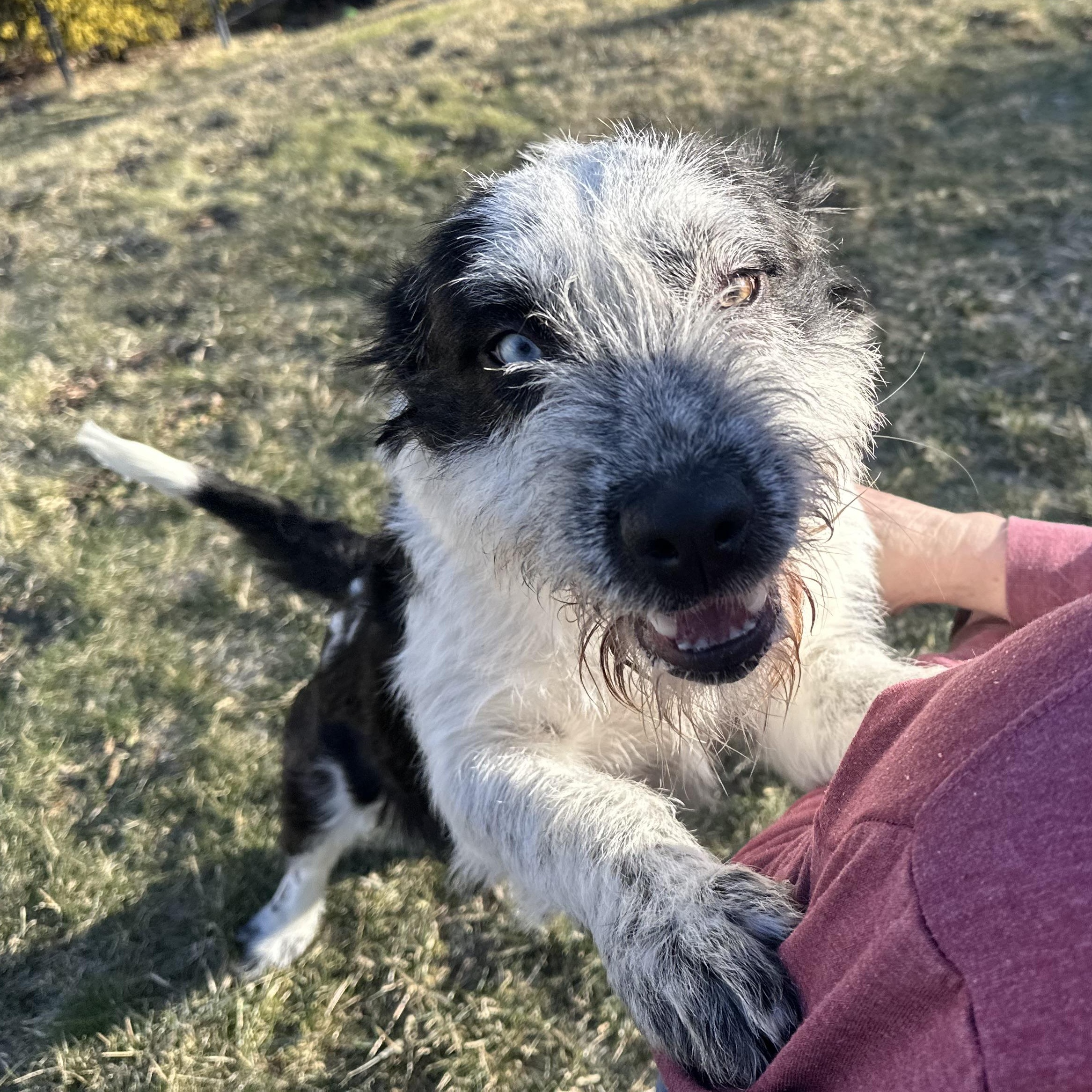 Enlarge Luna, a Adoptable mixed breed in Latrobe, PA image 6/6