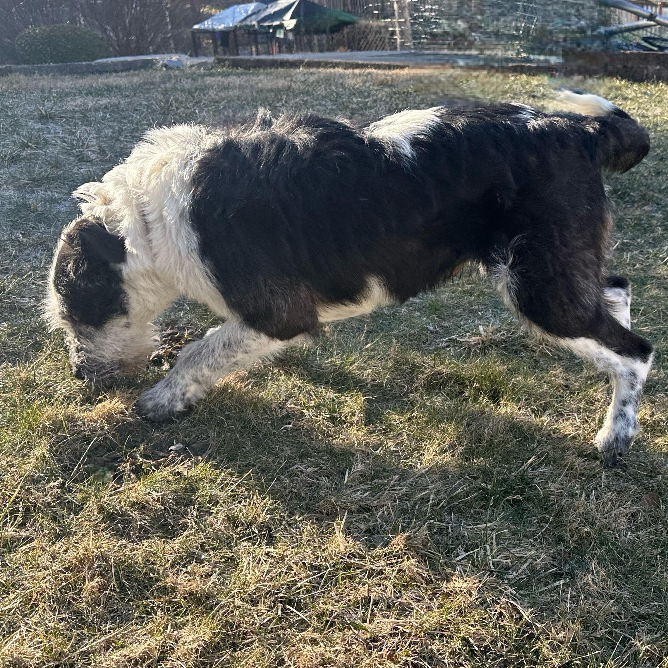 Enlarge Luna, a Adoptable mixed breed in Latrobe, PA image 2/6