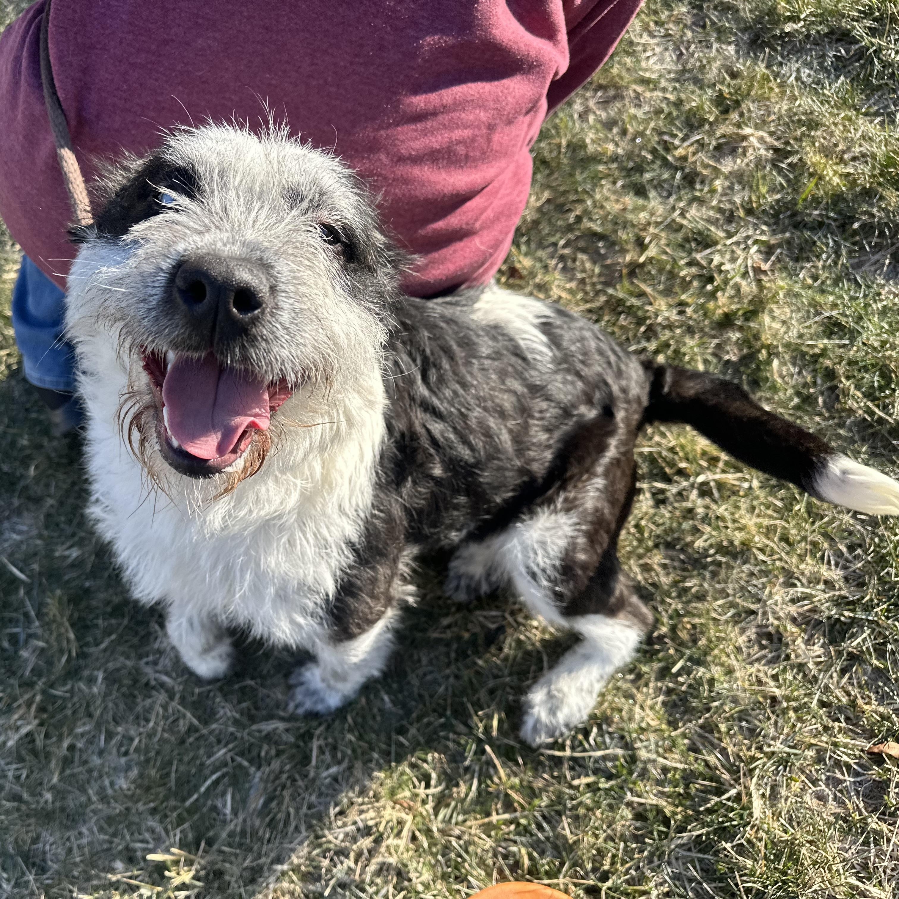 Enlarge Luna, a Adoptable mixed breed in Latrobe, PA image 5/6