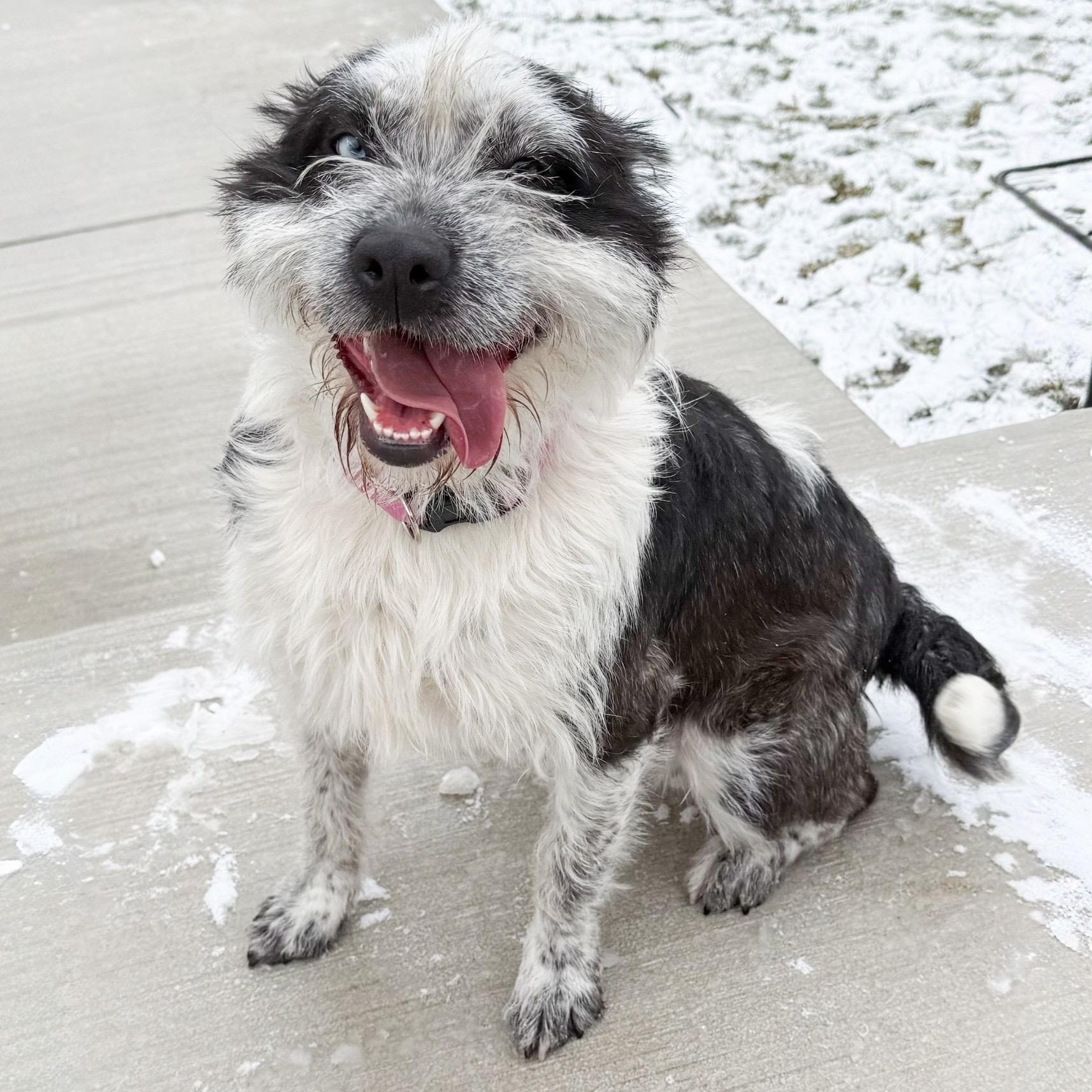 Enlarge Luna, an adopted mixed breed in Latrobe, PA image 1/6
