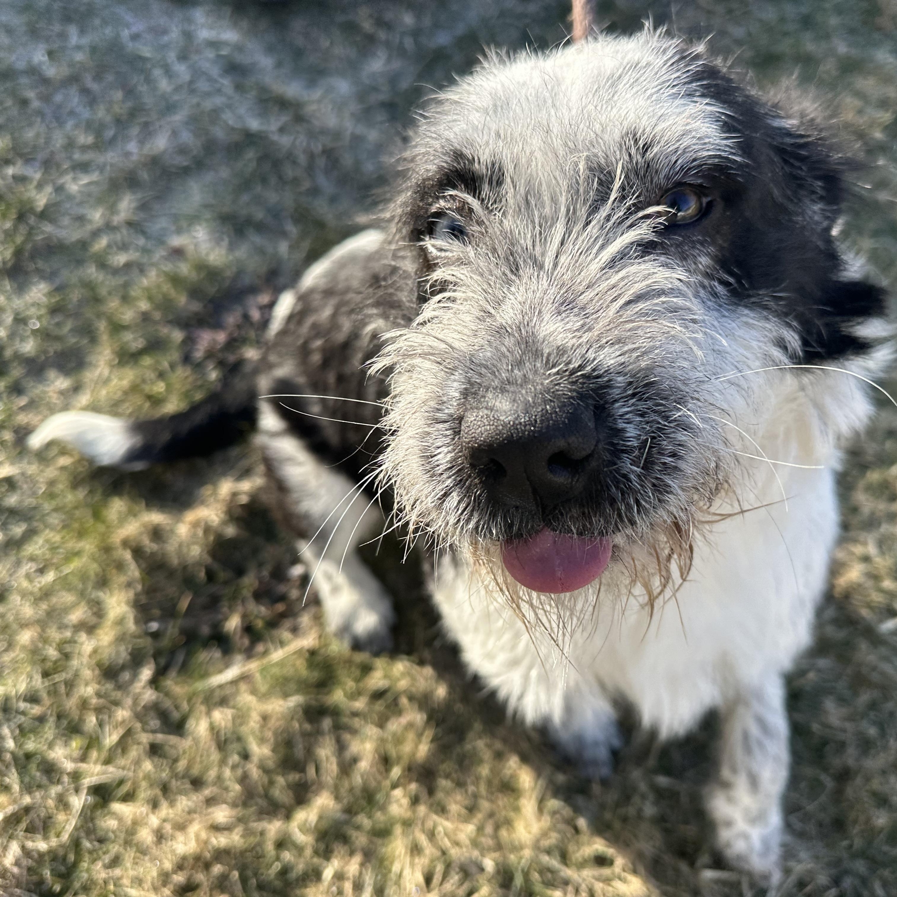 Enlarge Luna, a Adoptable mixed breed in Latrobe, PA image 1/6