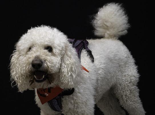 Gucci, an adopted Standard Poodle in Farmington, MN image 3/6