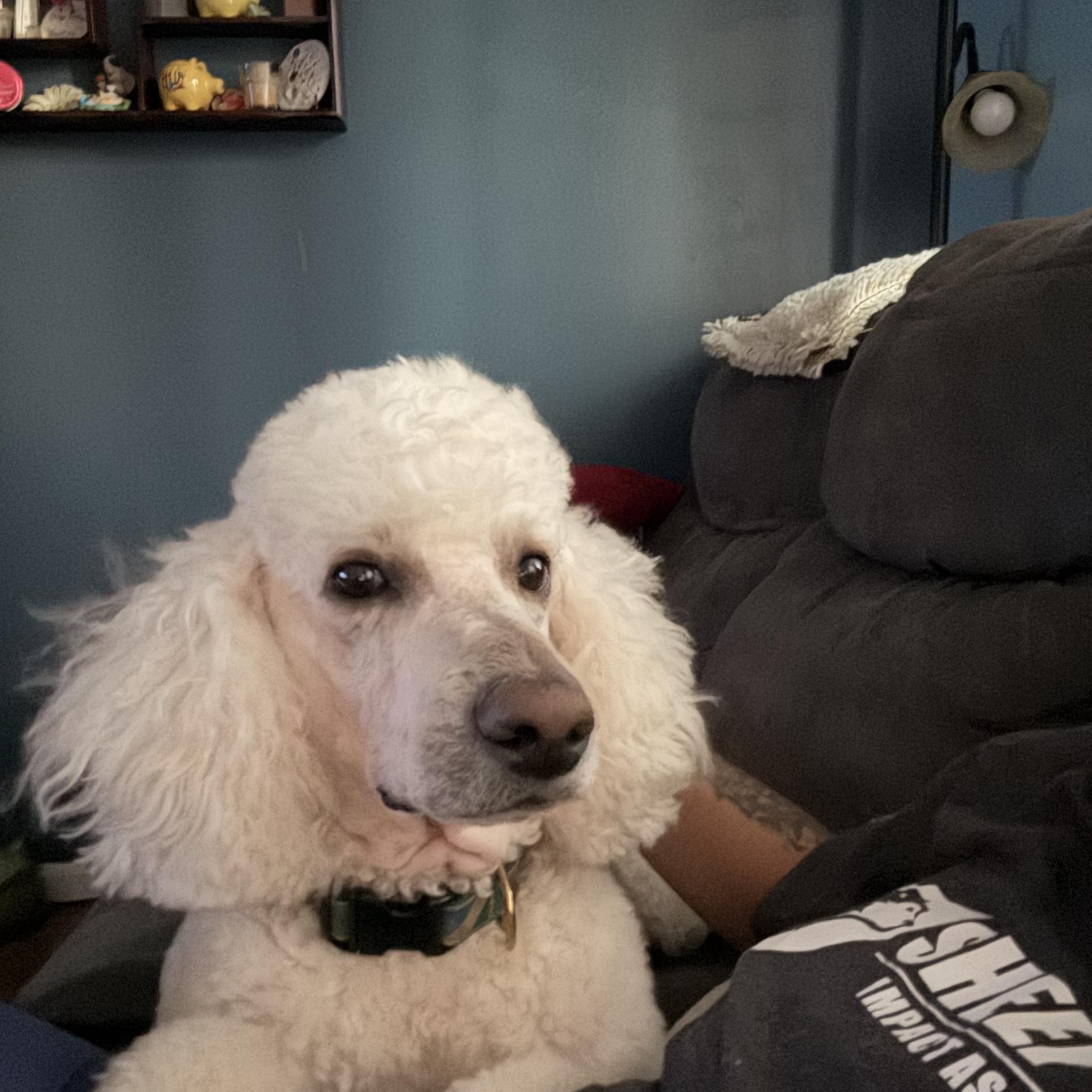 Gucci, an adopted Standard Poodle in Farmington, MN image 4/6