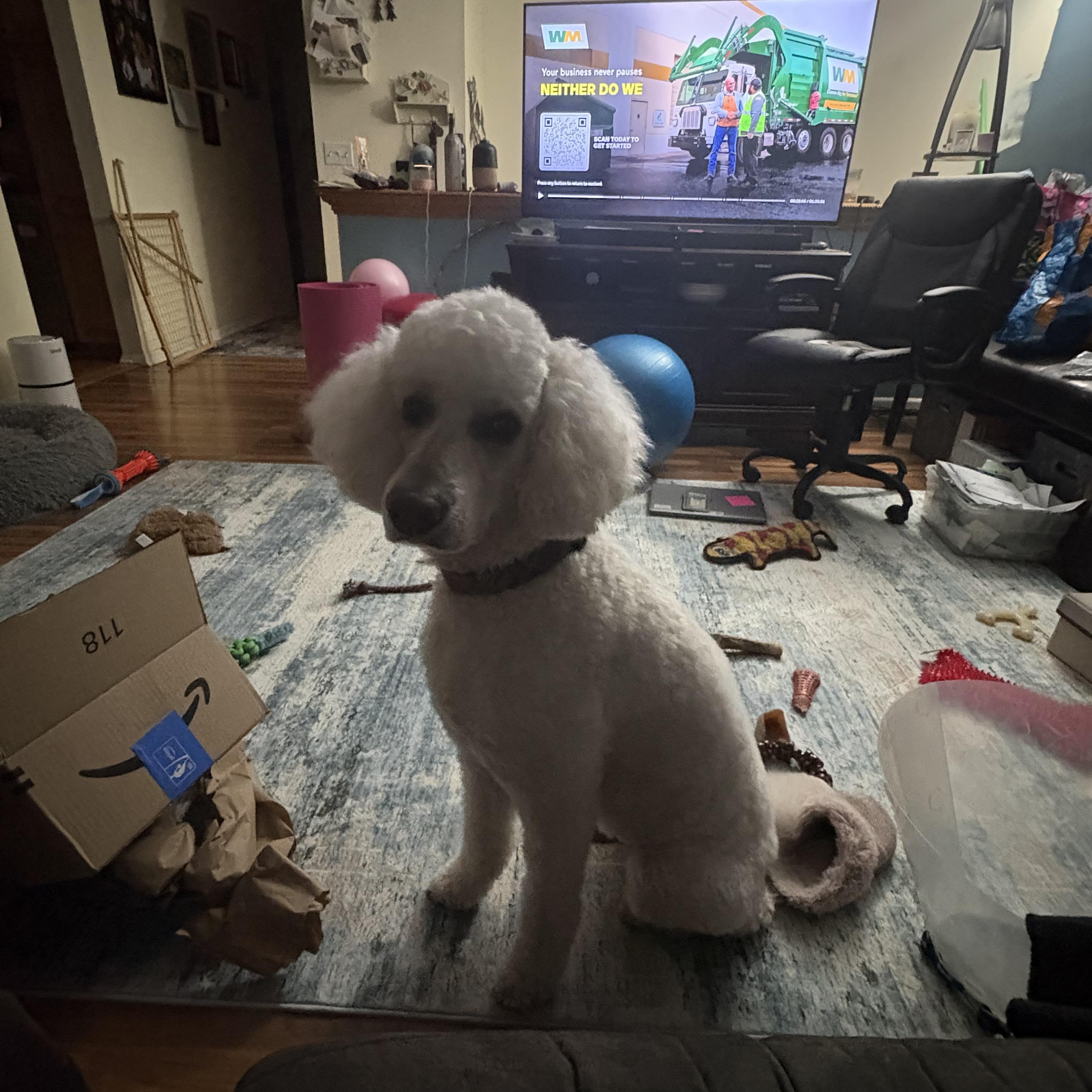 Gucci, an adopted Standard Poodle in Farmington, MN image 6/6