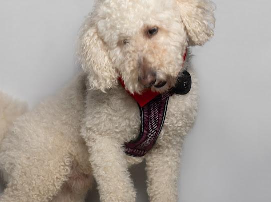 Gucci, adopted, Adult Male Standard Poodle.