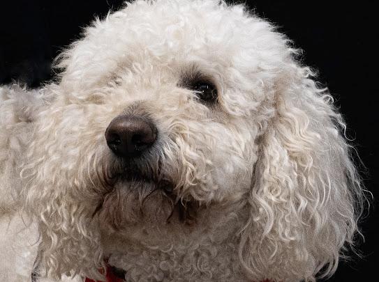 Gucci, an adopted Standard Poodle in Farmington, MN image 2/6