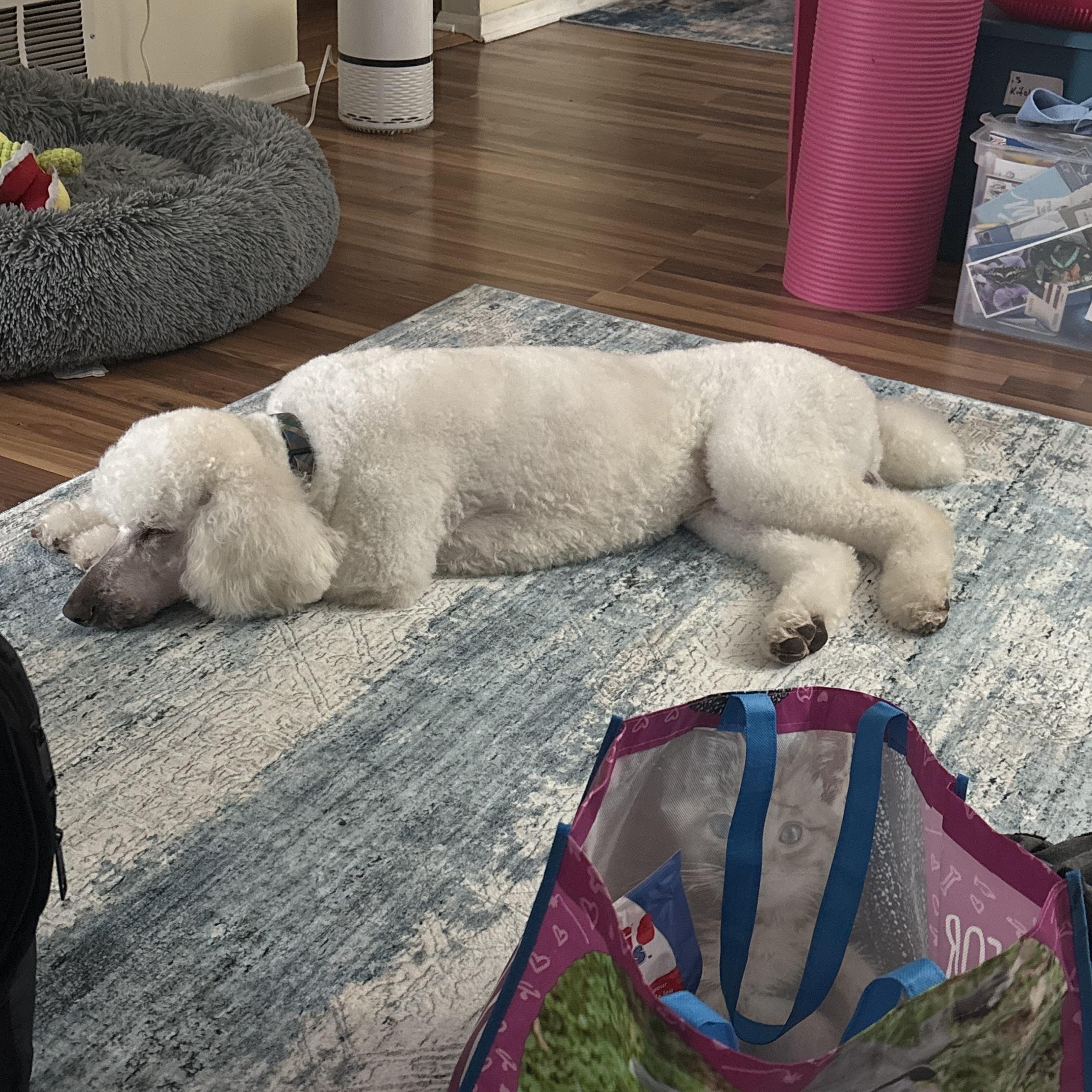 Gucci, an adopted Standard Poodle in Farmington, MN image 5/6