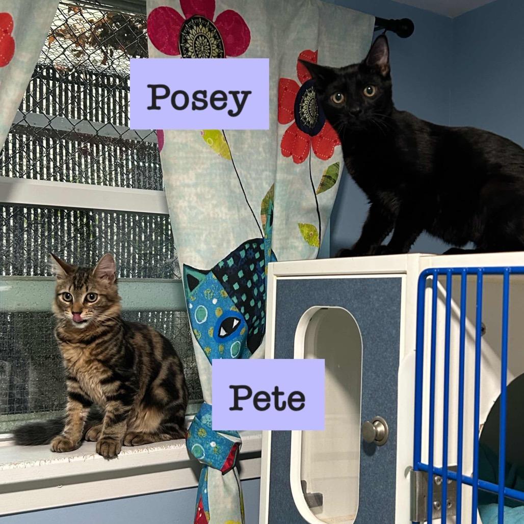 Enlarge Posie, a Adoptable Domestic Short Hair in Oyster Bay, NY image 1/2