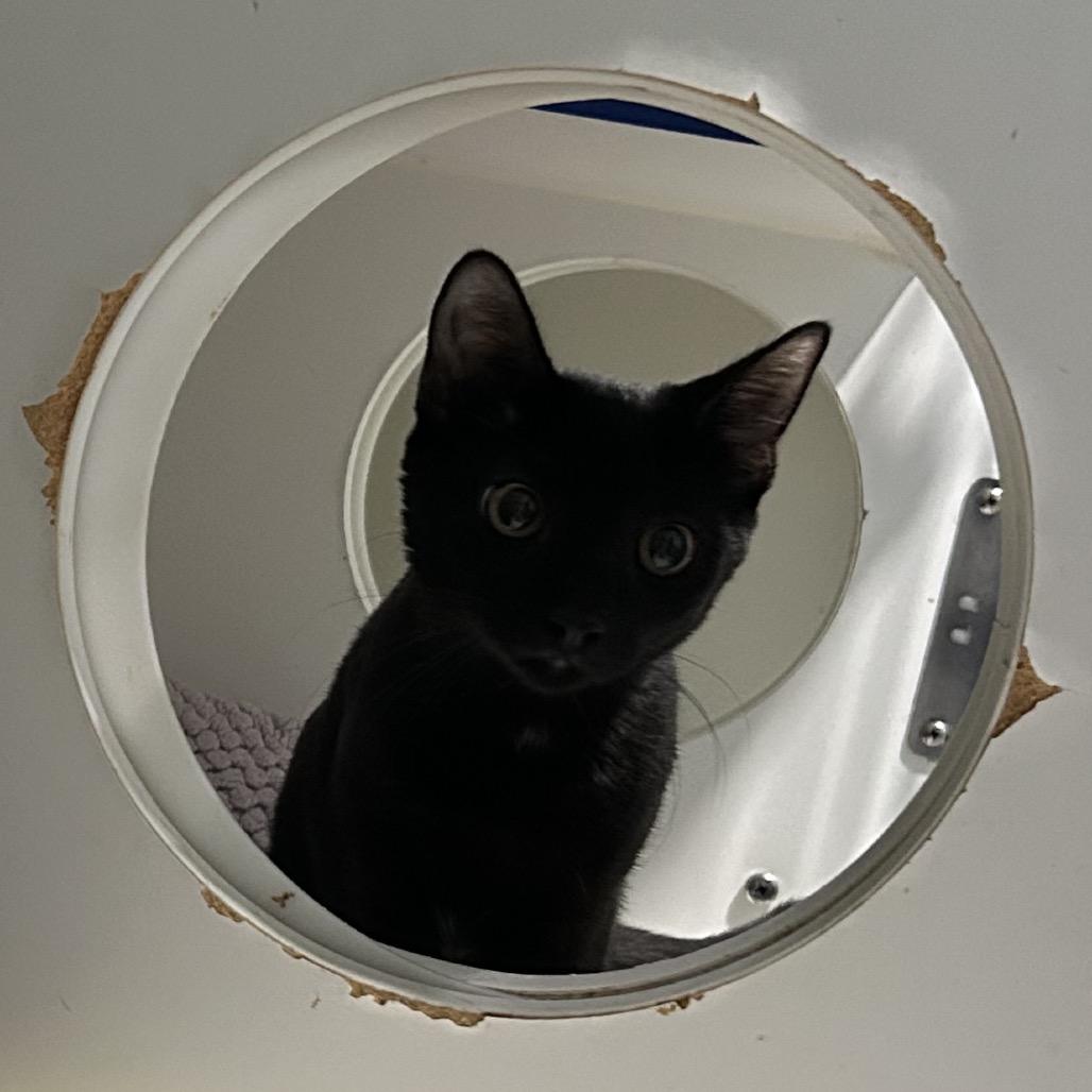 Enlarge Posie, a Adoptable Domestic Short Hair in Oyster Bay, NY image 2/2