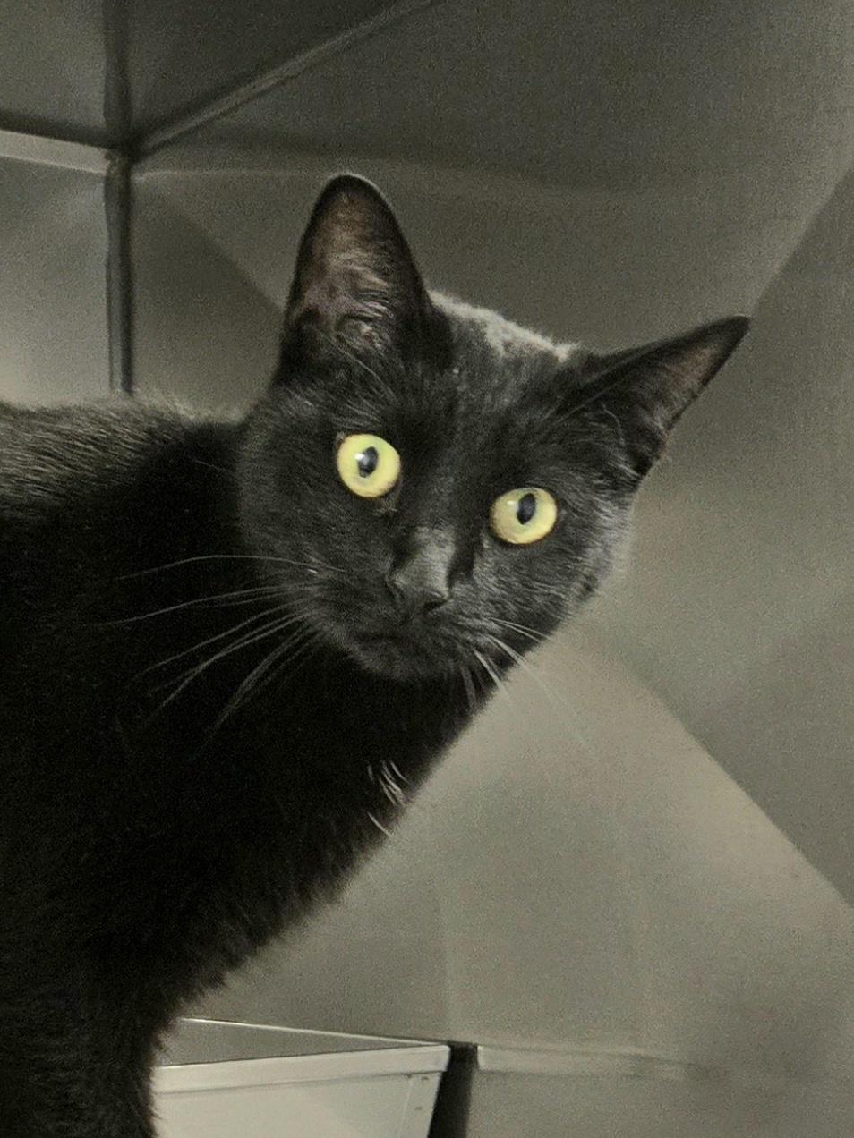 Princess, Adoptable, Adult Female Domestic Short Hair.