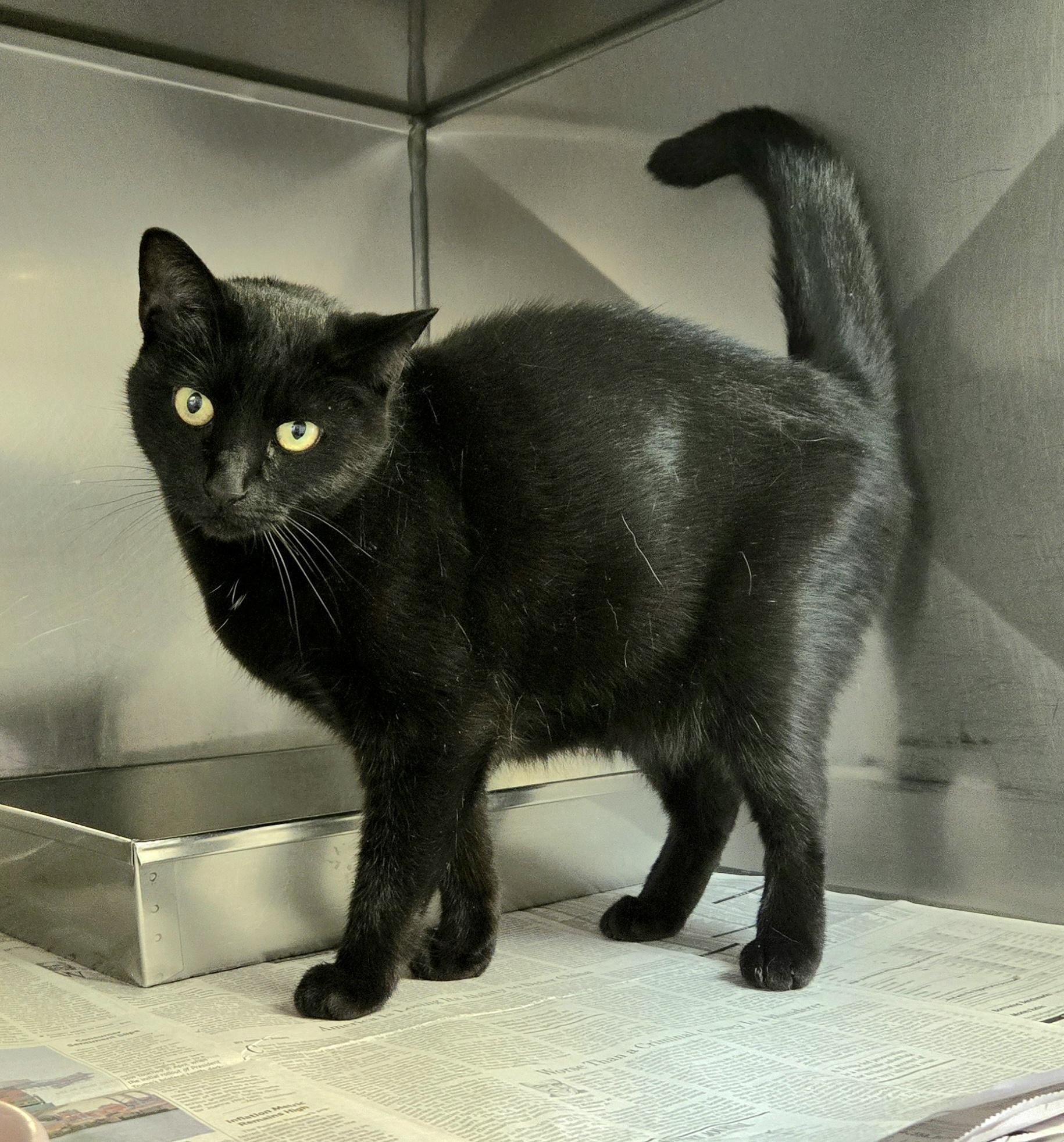 Enlarge Princess, a Adoptable Domestic Short Hair in Arlington Heights, IL image 5/6