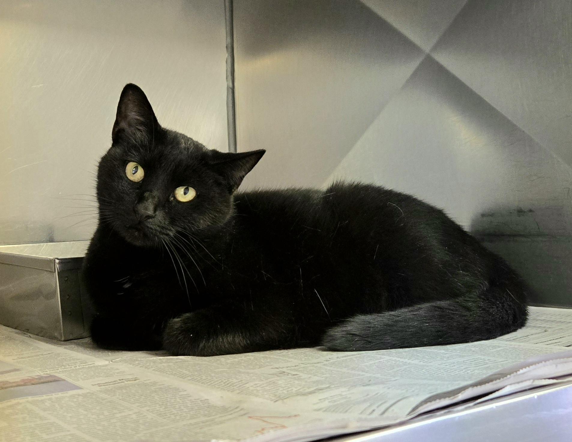 Enlarge Princess, a Adoptable Domestic Short Hair in Arlington Heights, IL image 6/6