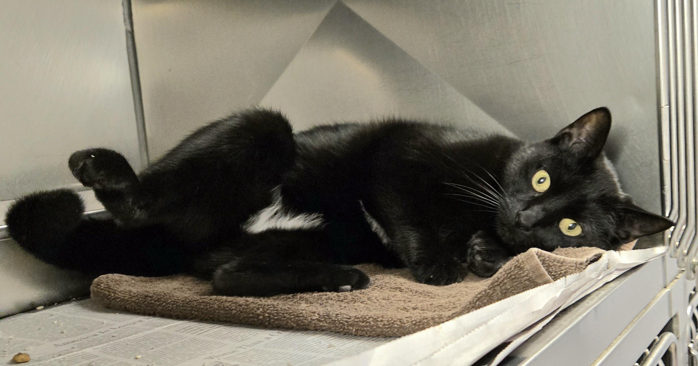 Enlarge Princess, a Adoptable Domestic Short Hair in Arlington Heights, IL image 3/6