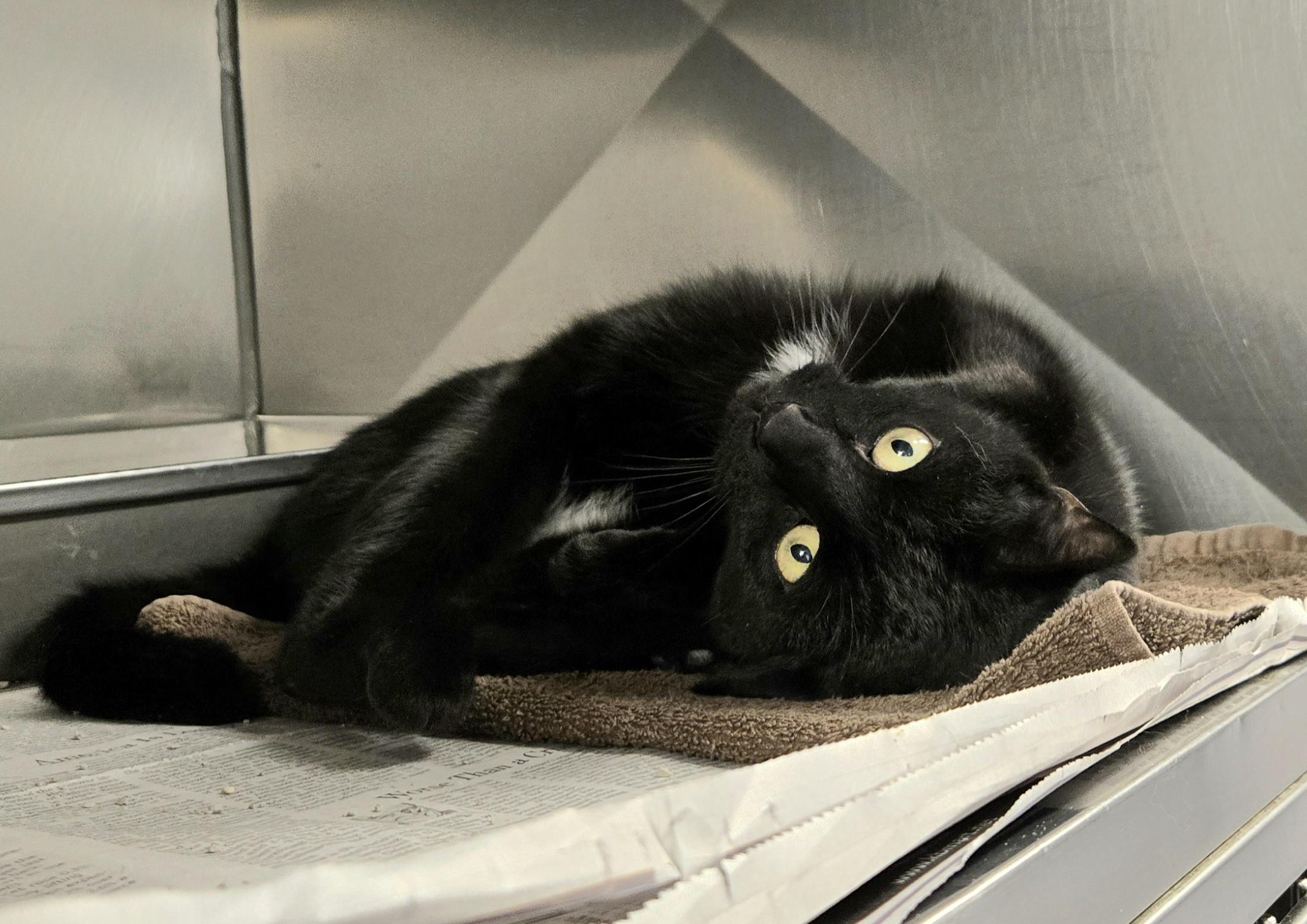 Princess, Adoptable, Adult Female Domestic Short Hair.