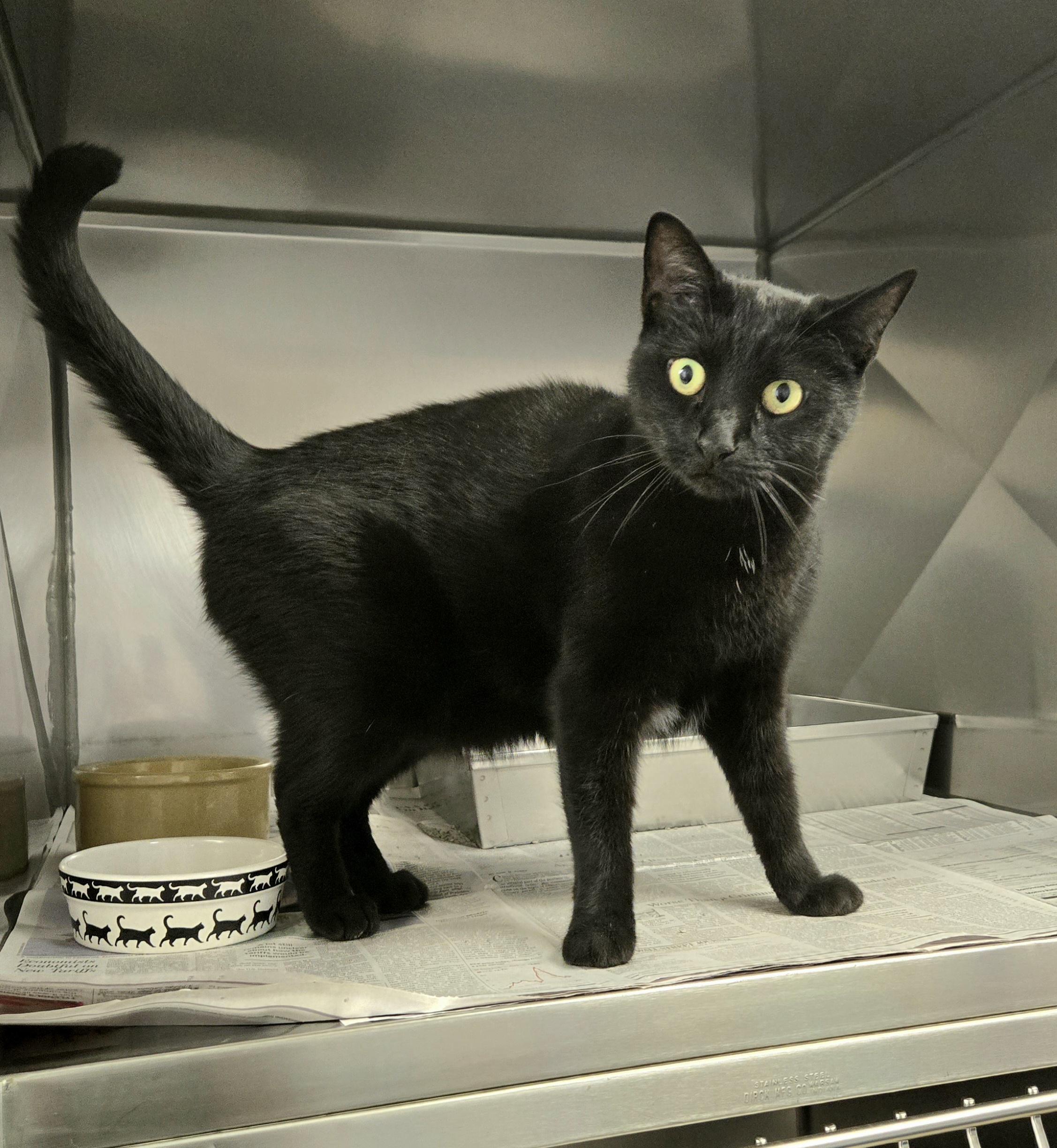 Enlarge Princess, a Adoptable Domestic Short Hair in Arlington Heights, IL image 4/6