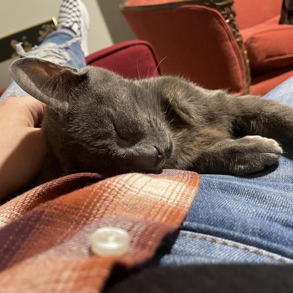 Enlarge Buffy, a Adoptable Domestic Short Hair in Philadelphia, PA image 1/6