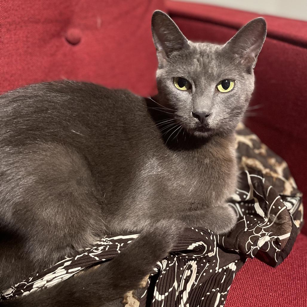 Enlarge Buffy, a Adoptable Domestic Short Hair in Philadelphia, PA image 2/6