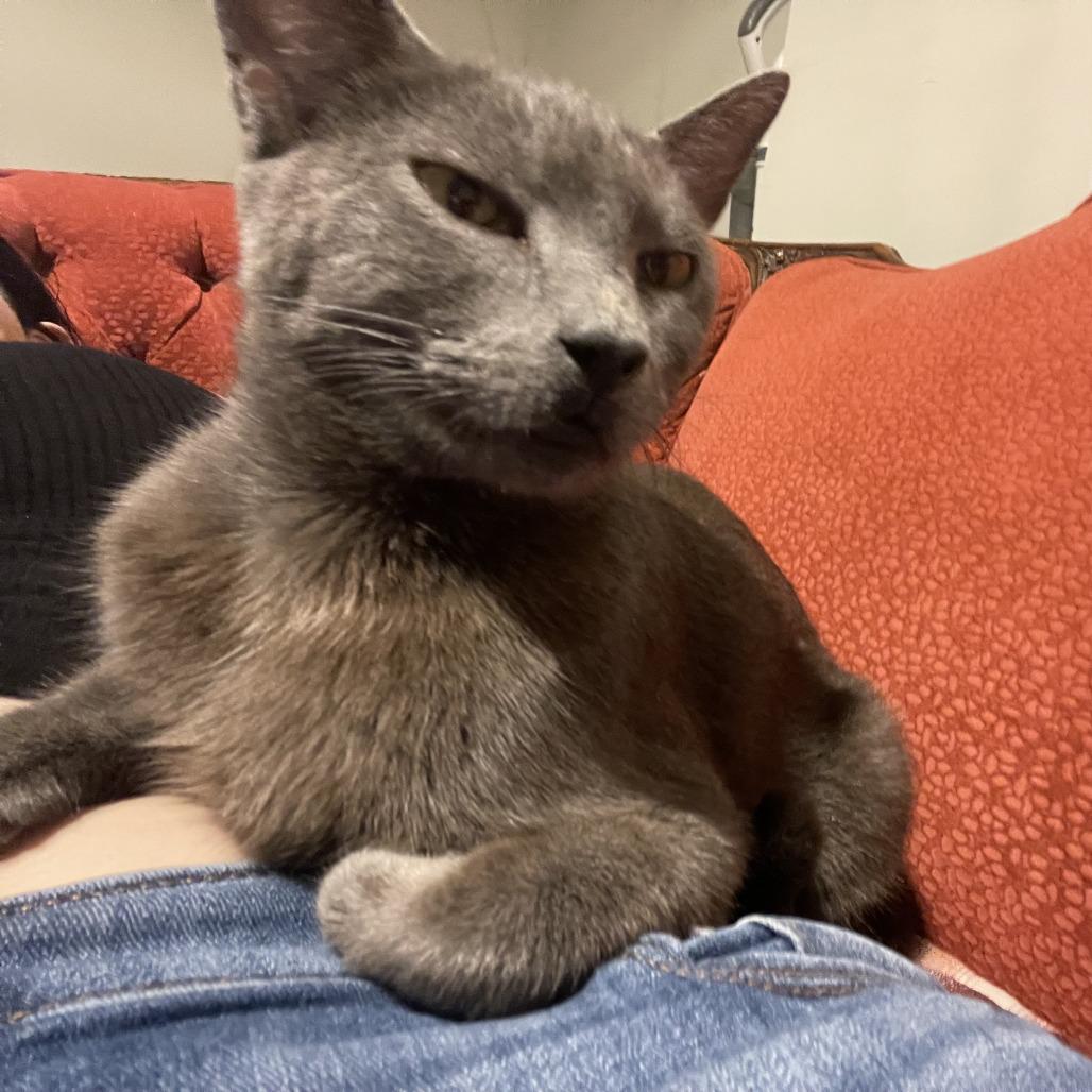 Enlarge Buffy, a Adoptable Domestic Short Hair in Philadelphia, PA image 3/6