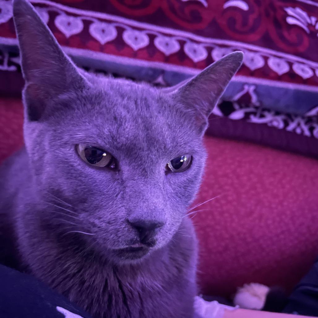 Enlarge Buffy, a Adoptable Domestic Short Hair in Philadelphia, PA image 4/6