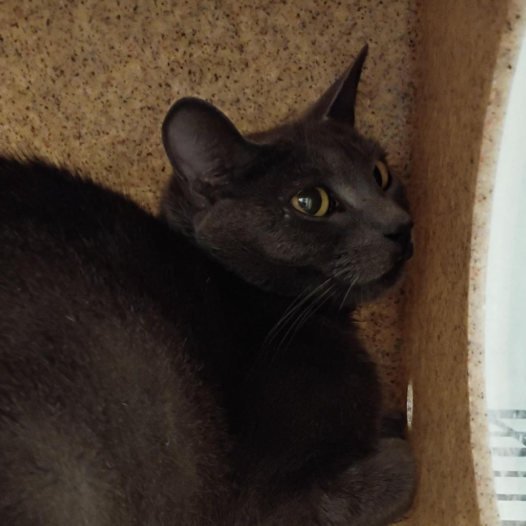 Enlarge Buffy, a Adoptable Domestic Short Hair in Philadelphia, PA image 5/6