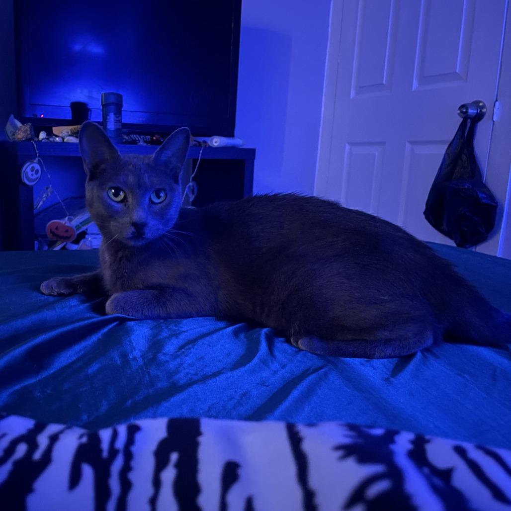 Enlarge Buffy, a Adoptable Domestic Short Hair in Philadelphia, PA image 6/6