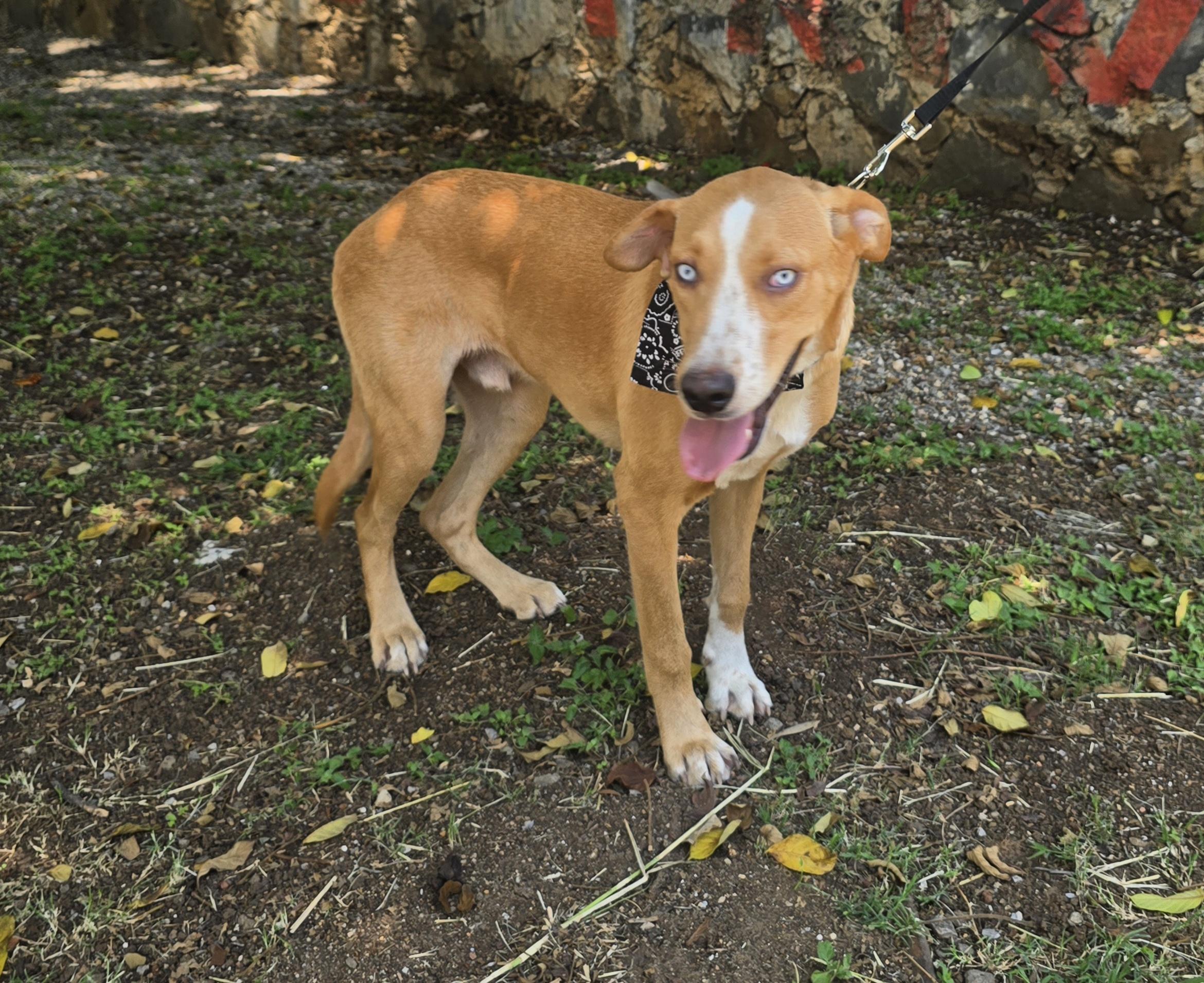Azul, Adoptable, Young Male Hound.