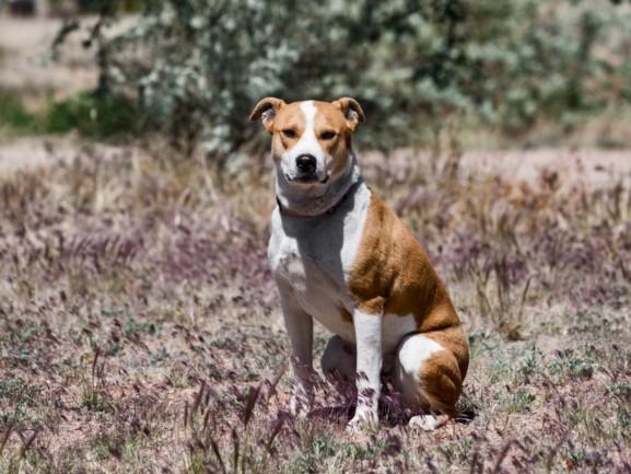 Enlarge CARMELITO, a Adoptable Mixed Breed in Santa Fe, NM image 1/1