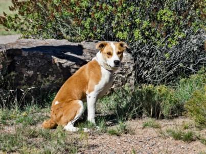 Enlarge CARMELITO, a Adoptable Mixed Breed in Santa Fe, NM image 1/1