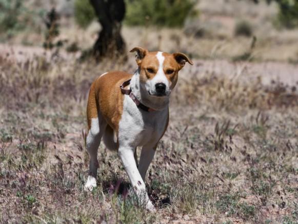 Enlarge CARMELITO, a Adoptable Mixed Breed in Santa Fe, NM image 1/1
