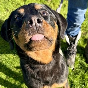Cocoa Puff , adopted, Adult Male Rottweiler.