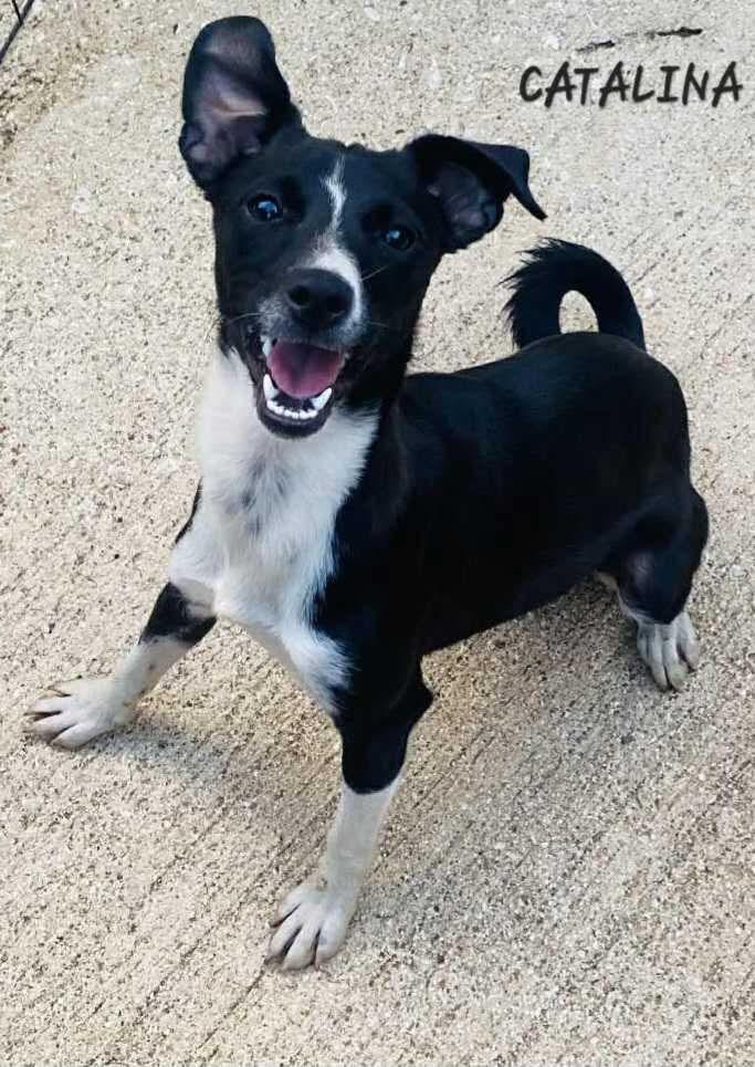 CATALINA