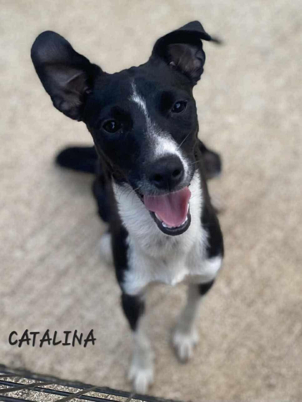 CATALINA