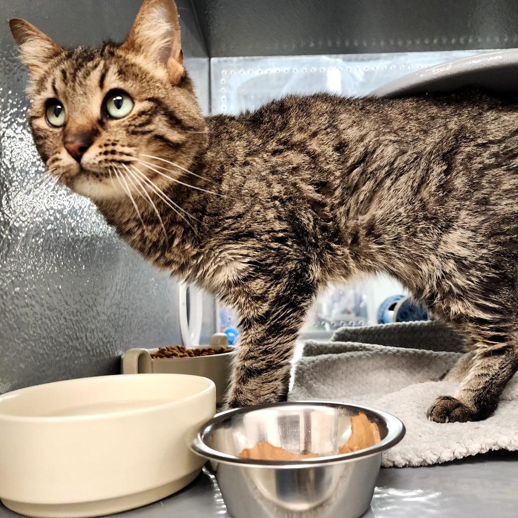 Enlarge Betty, a Adoptable Domestic Short Hair in Grantsville, UT image 1/1