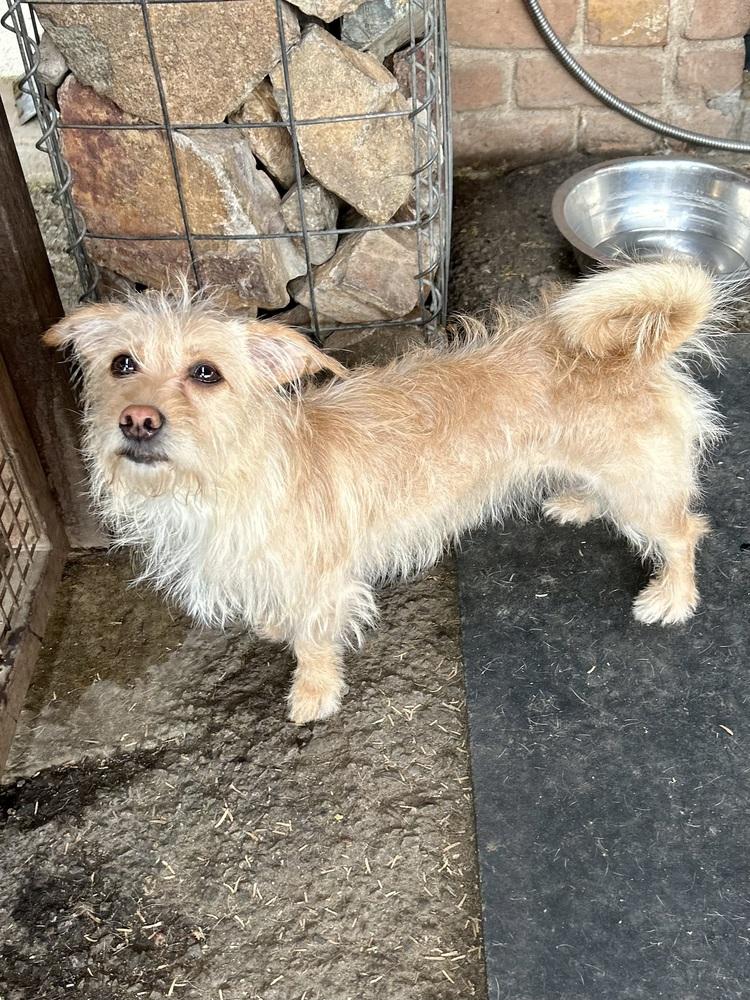 Lacey, a ADOPTABLE Wire Fox Terrier in TUCSON, AZ image 3/6