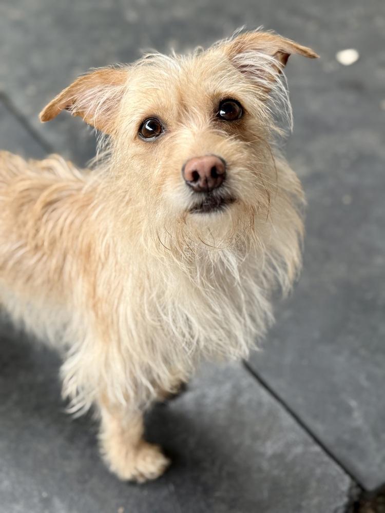 Lacey, a ADOPTABLE Wire Fox Terrier in TUCSON, AZ image 1/6