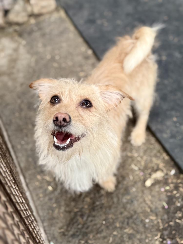 Lacey, a ADOPTABLE Wire Fox Terrier in TUCSON, AZ image 5/6
