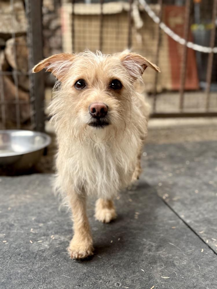 Lacey, a ADOPTABLE Wire Fox Terrier in TUCSON, AZ image 2/6