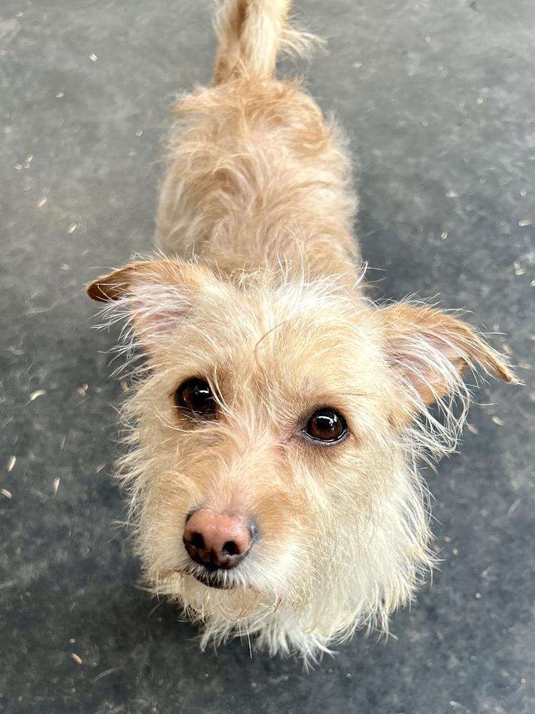 Lacey, a ADOPTABLE Wire Fox Terrier in TUCSON, AZ image 6/6