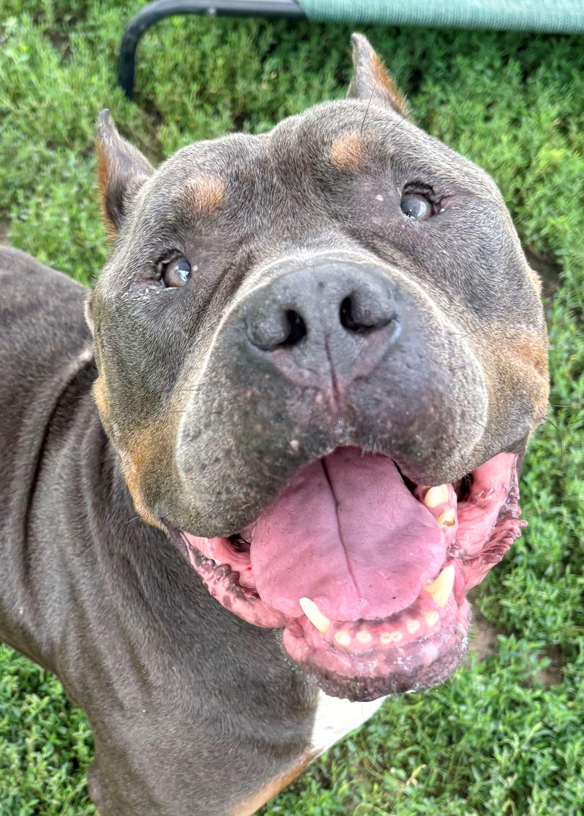 Enlarge Khan, a Adopted mixed breed in Iowa City, IA image 3/3