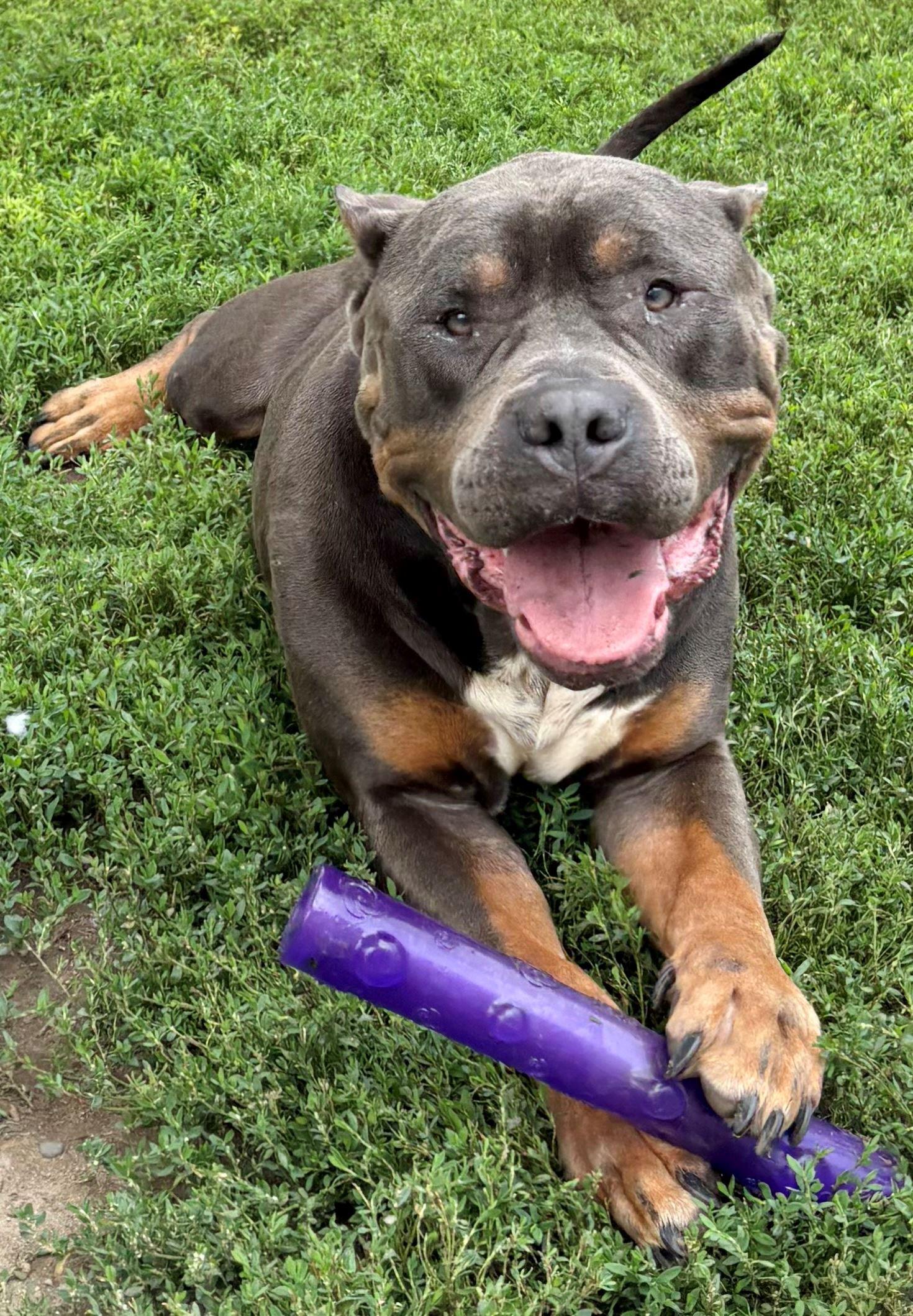 Enlarge Khan, a Adopted mixed breed in Iowa City, IA image 2/3