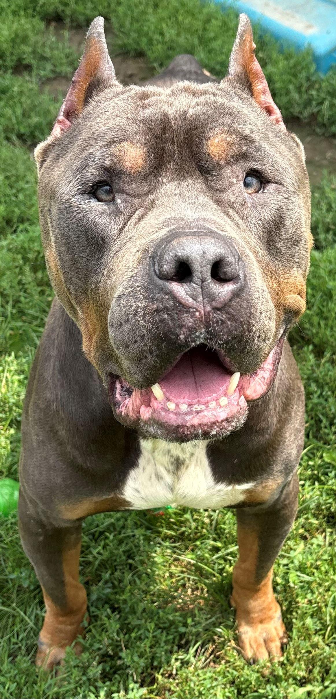 Khan, Adopted, Adult Male American Bully & Cane Corso.