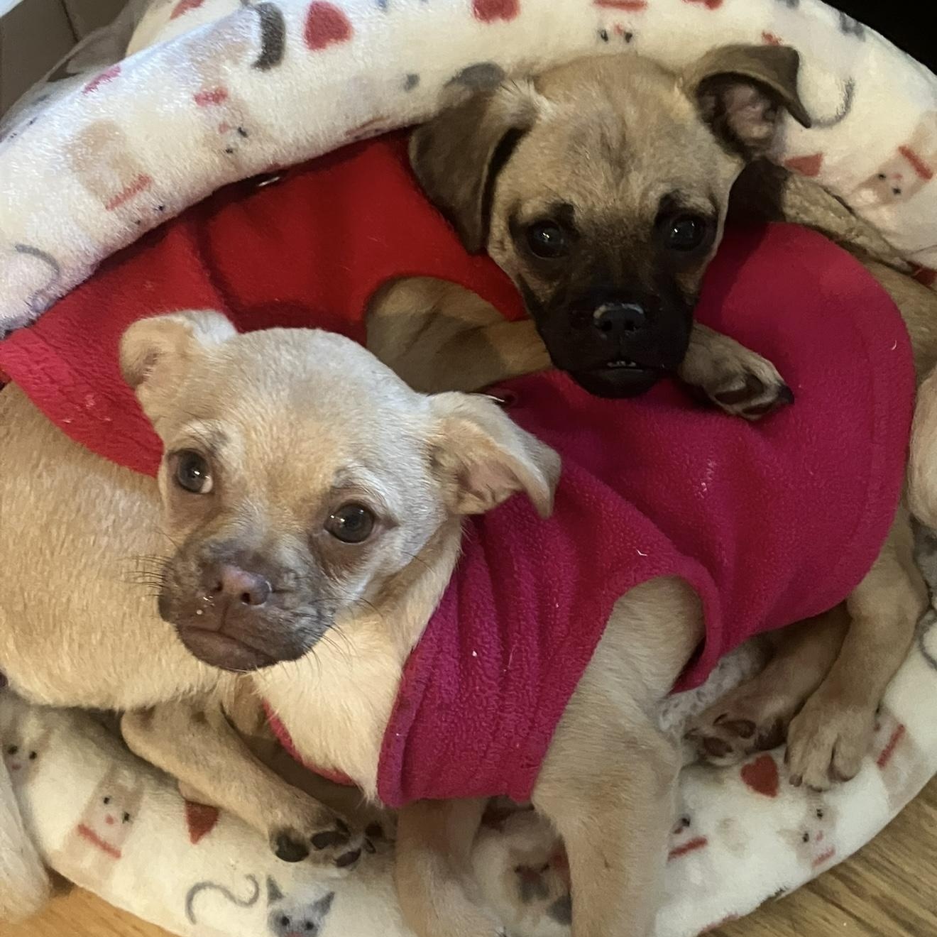 Enlarge Jax, a ADOPTABLE mixed breed in Santa Monica, CA image 5/6